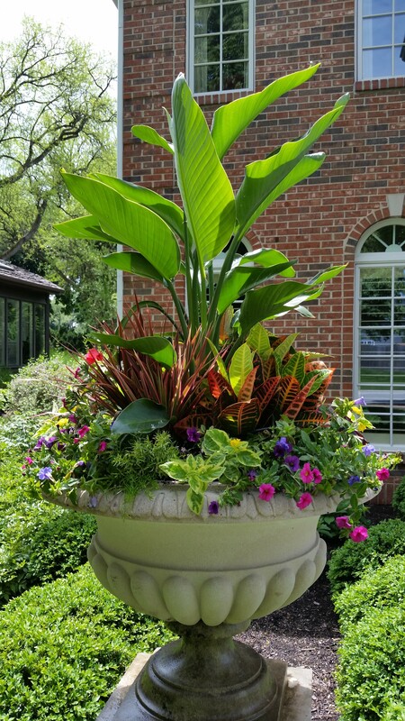 Colorful Plants & Seasonal Colors Portfolio | Downers Grove